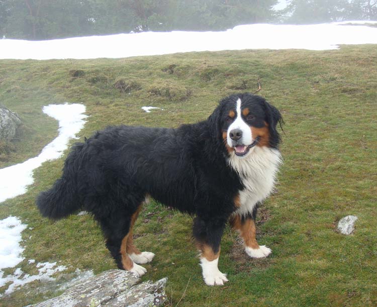 dallas bernese